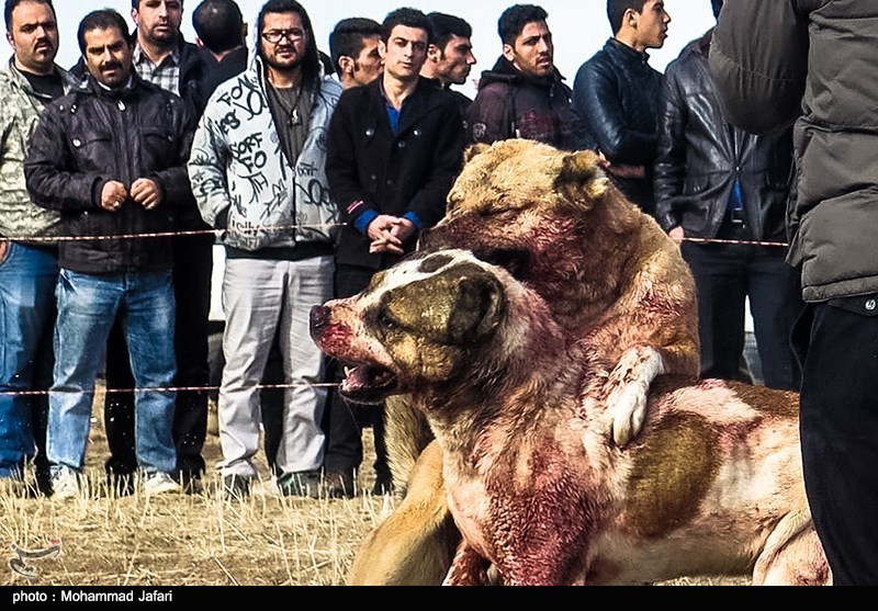 معاون حفاظت محیط زیست به جاده خاکی زد! / مدیرکل محیط زیست زنجان مشخص شد