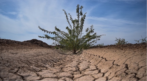 نهال کاری 180 هکتاری بانک مهر اقتصاد در خوزستان