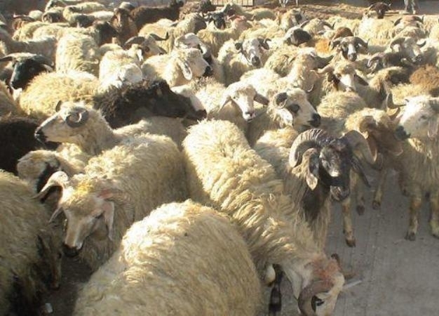 دام های قاچاق در بوئین زهرا به مقصد نرسید دام های قاچاق در بوئین زهرا به مقصد نرسید