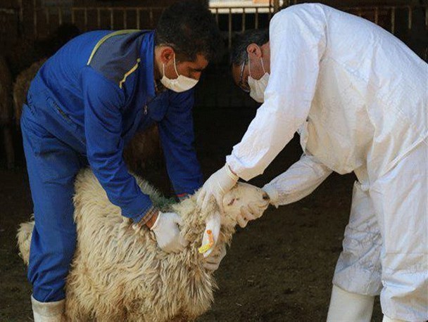 برای هیئت‎های عزاداری،کشتار دام رایگان صورت میگیرد