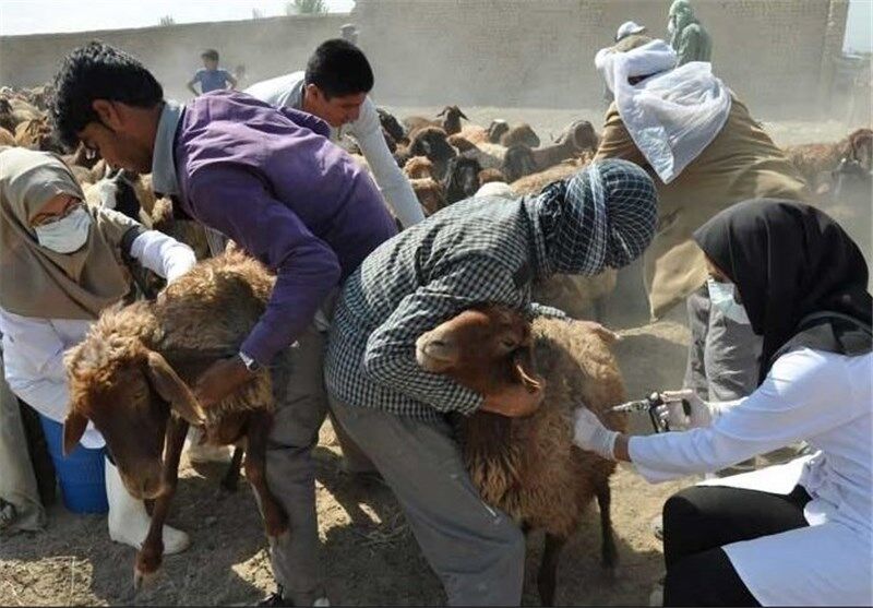 طاعون نشخوار کنندگان کوچک در استان سمنان مشاهده نشده است