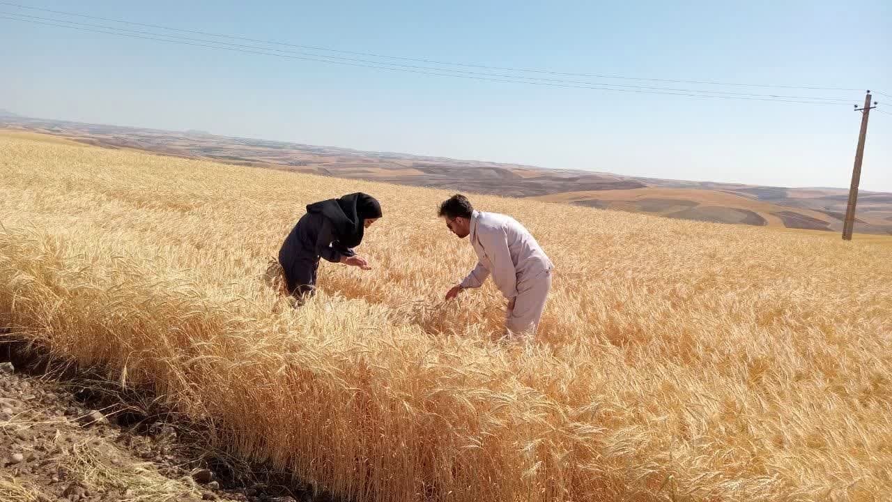 نشست فوق العاده شورای قیمت گذاری برای تعیین قیمت گندم