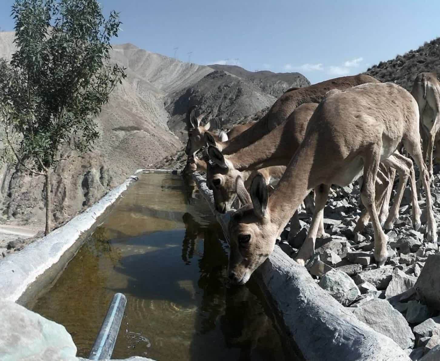 کوه سفید دماوند در قاب دوربین؛ روایتی از همزیستی حیات وحش در گرم‌ترین روز‌های سال+ تصاویر