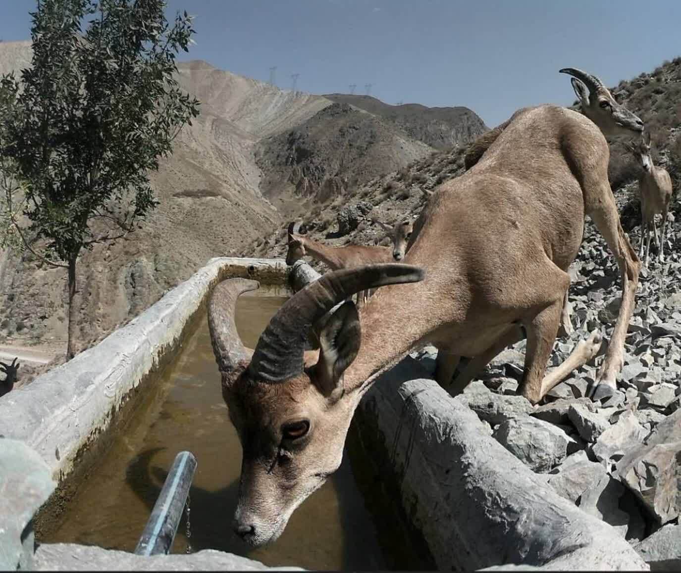 کوه سفید دماوند در قاب دوربین؛ روایتی از همزیستی حیات وحش در گرم‌ترین روز‌های سال+ تصاویر
