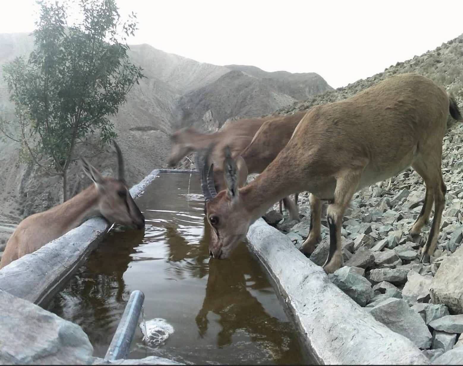 کوه سفید دماوند در قاب دوربین؛ روایتی از همزیستی حیات وحش در گرم‌ترین روز‌های سال+ تصاویر