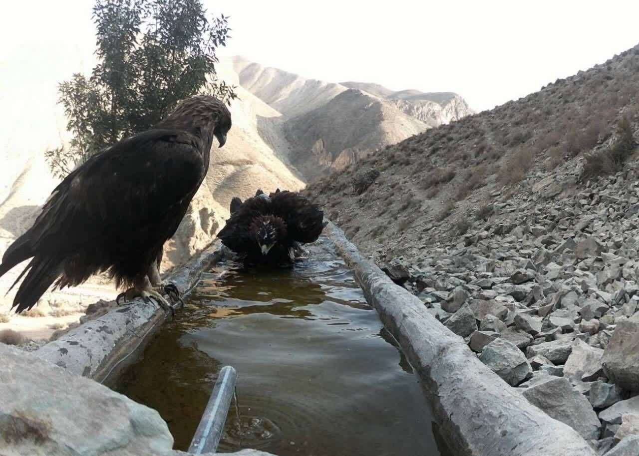کوه سفید دماوند در قاب دوربین؛ روایتی از همزیستی حیات وحش در گرم‌ترین روز‌های سال+ تصاویر