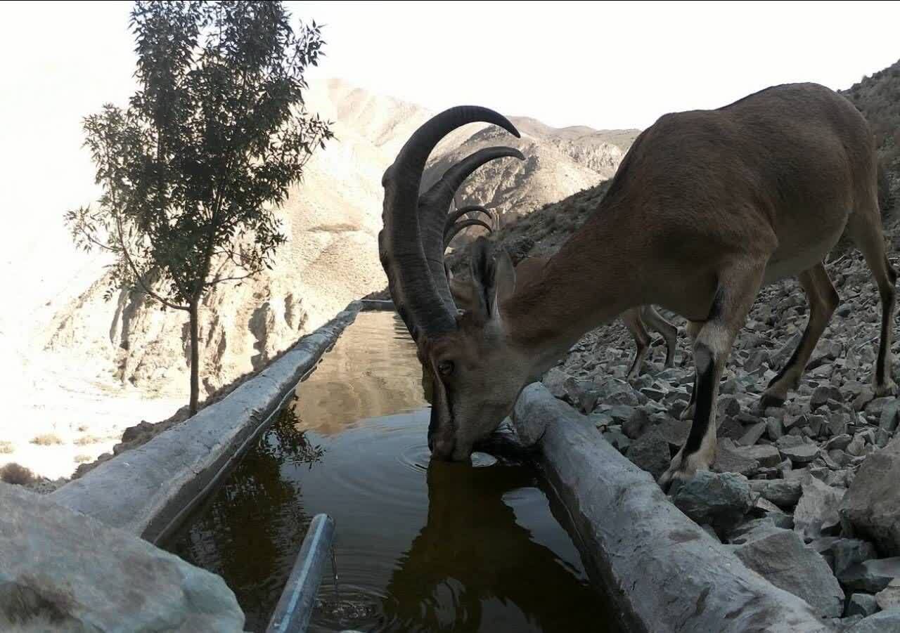 کوه سفید دماوند در قاب دوربین؛ روایتی از همزیستی حیات وحش در گرم‌ترین روز‌های سال+ تصاویر
