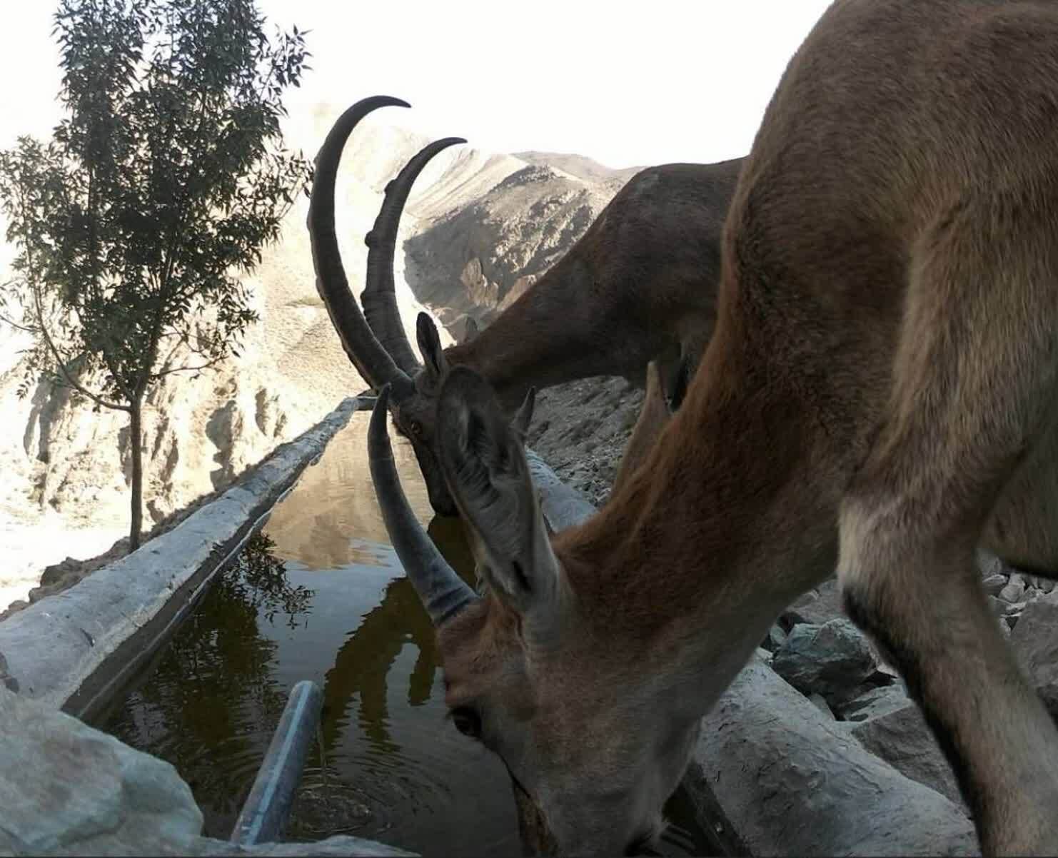 کوه سفید دماوند در قاب دوربین؛ روایتی از همزیستی حیات وحش در گرم‌ترین روز‌های سال+ تصاویر